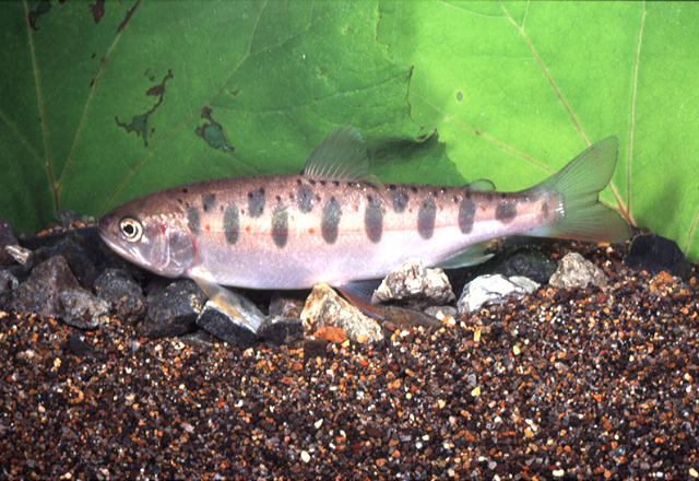 Oncorhynchus masou